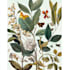 paint watercolour botanical illustrations