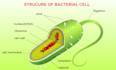 design your scientific and educational illustrations
