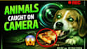 create viral animal caught on camera short vidoss