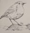 do pencil and pen drawing sketch