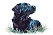 draw illustration pet portrait vector art