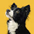 create a pet portrait into cartoon