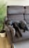 create german ugc videos for dog brands