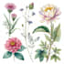 watercolor botanical illustrations of flowers