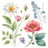 paint watercolour botanical illustrations