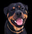 made vector art dogs and cats