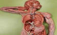 help in biology,anatomy, physiology, histology, neurology,