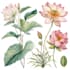draw botanical and nature illustrations