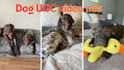create dog ugc videos