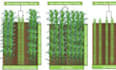 provide expert maize soybean intercropping analysis