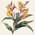 paint watercolour botanical illustrations