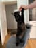 create cat content with my maine coon cat ugc