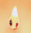 host a live mediumship reading party for up to 5 guests