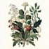 draw illustrations flower botanical for your tattoo