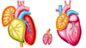 design scientific illustrations and medical figures