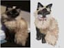 embroidery digitizing into dst pes pxf file in 1 hour