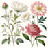paint watercolour botanical illustrations