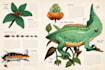 draw scientific animals, plants, book illustrations