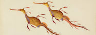 do scientific animals, plants, book illustrations design
