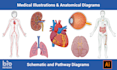 draw medical illustrations, anatomy diagrams and graphical abstracts