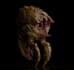 create realistic creature modelling, texturing and aniamtion