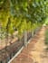 plan and design a professional agricultural project for investors