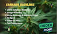 provide high quality cannabis backlinks cbd guest post marijuana to indexing sit
