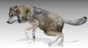 create custom animal model with texture, render in blender and zbrush