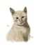 pet digital painting art
