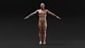 model 3d robotic character,3d head,rigging, humanoid, anime animation, sculpting