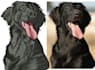 do a embroidery live image digitizing  with in 2 to 4 hours