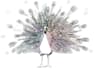 create a hand drawn illustration