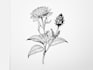 create a botanical black and white pen sketch