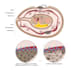 create stunning scientific illustrations