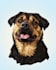 create single line vector, pet portrait, vector tracing
