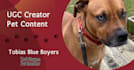 create engaging and creative pet ugc content