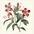 do a watercolor botanical illustrations of flower
