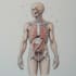draw detailed medical illustrations