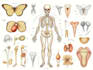do scientific illustrations diagram and figures