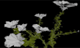 render 3d flower animation, 3d plant modeling, 3d flower rendering, plant design