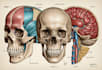 draw digital coloured anatomy and medical illustrations
