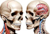 make highly customised medical and anatomy illustrations
