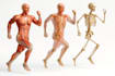 help in human anatomy assignments,course work,exams,quizzes
