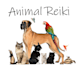 do a distant reiki session for your pet for a week