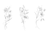draw fineline botanical delicate flowers