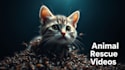 create viral ai generated animal rescue videos
