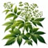 make botanical vector illustration of plant