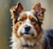 do custom pet portrait pet illustration or dog portrait