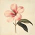 paint watercolour botanical illustrations