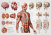 draw exercise, medical and anatomy illustrations